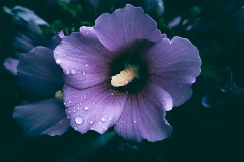 Iris 4K Wallpaper · flowers · 3840×2560