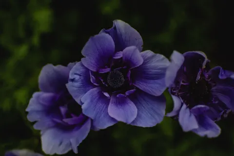 Iris 4K Wallpaper · flowers · 3840×2560