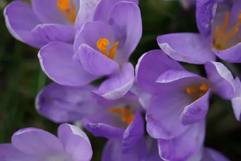 Iris 4K Wallpaper · flowers · 3840×2560