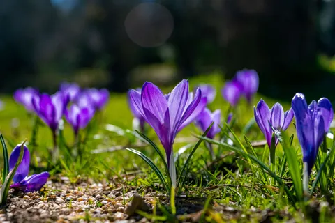 Iris 4K Wallpaper · flowers · 3840×2560