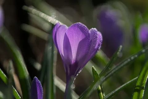 Iris 4K Wallpaper · flowers · 3840×2561
