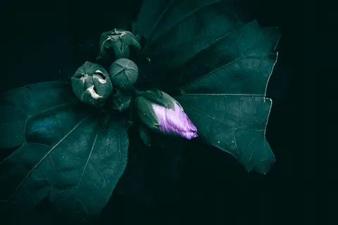 Iris 4K Wallpaper · flowers · 3840×2560