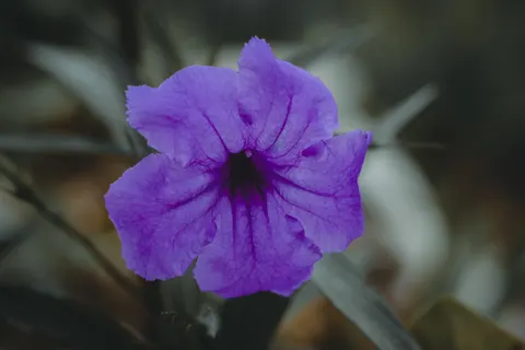Iris 4K Wallpaper · flowers · 3840×2560