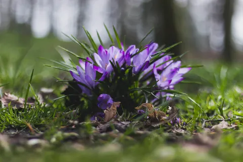 Iris 4K Wallpaper · flowers · 3840×2560