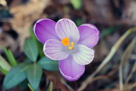 Iris 4K Wallpaper · flowers · 3840×2560