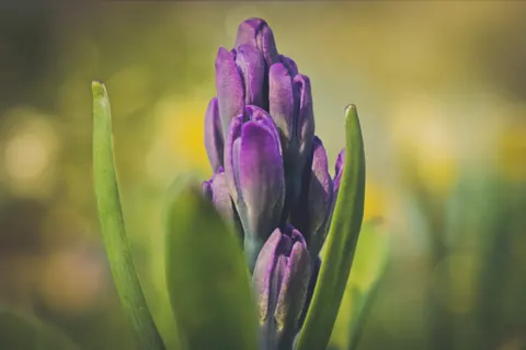 Iris 4K Wallpaper · flowers · 3840×2560