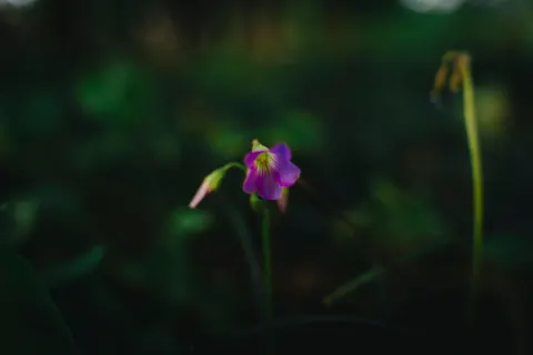 Iris 4K Wallpaper · flowers · 3840×2560