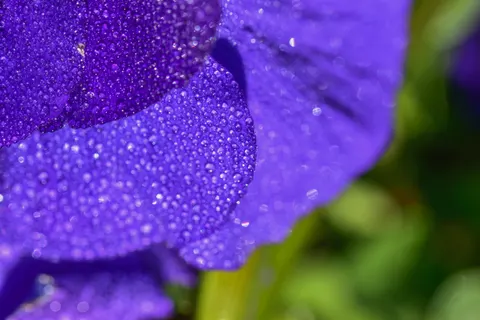 Iris 4K Wallpaper · flowers · 3840×2560