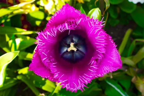 Iris 4K Wallpaper · flowers · 3840×2560