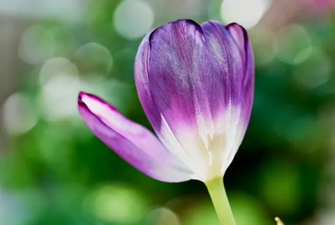 Iris 4K Wallpaper · flowers · 3840×2579