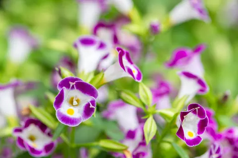 Iris 4K Wallpaper · flowers · 3840×2559