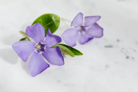 Iris 4K Wallpaper · flowers · 3840×2560