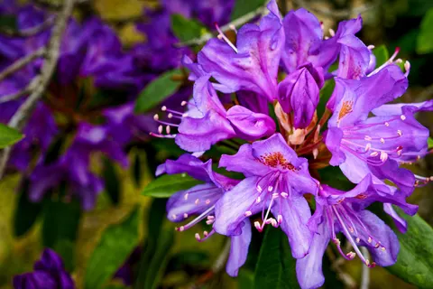 Iris 4K Wallpaper · flowers · 3840×2560