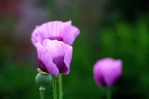 Iris 4K Wallpaper · flowers · 3840×2560