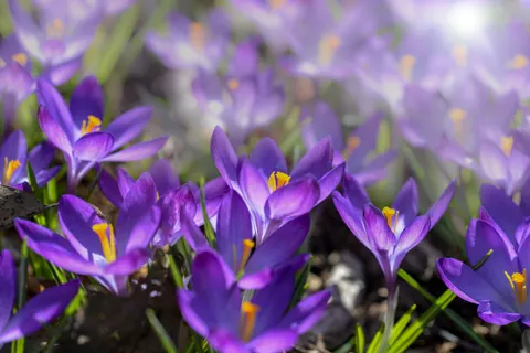 Iris 4K Wallpaper · flowers · 3840×2563