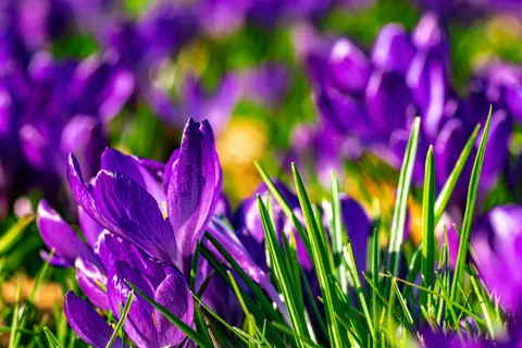Iris 4K Wallpaper · flowers · 3840×2560
