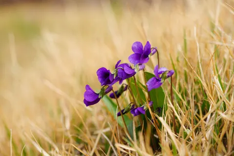 Iris 4K Wallpaper · flowers · 3840×2560