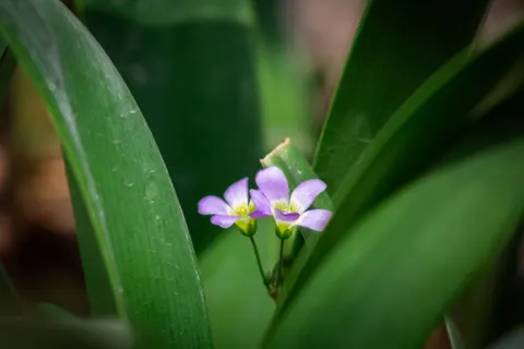 Iris 4K Wallpaper · flowers · 3840×2560