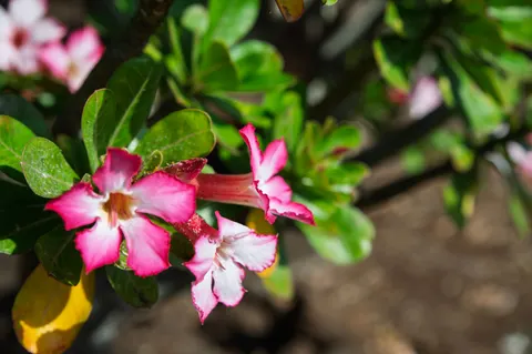 Frangipani 4K Wallpaper · flowers · 3840×2555