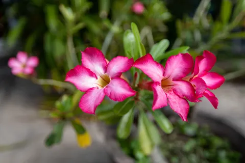 Frangipani 4K Wallpaper · flowers · 3840×2560