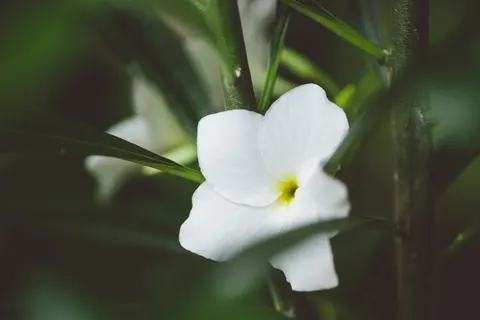 Frangipani 4K Wallpaper · flowers · 3840×2560