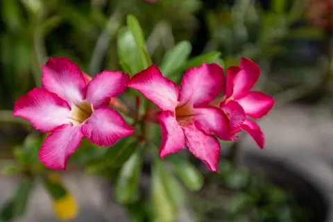 Frangipani 4K Wallpaper · flowers · 3840×2560