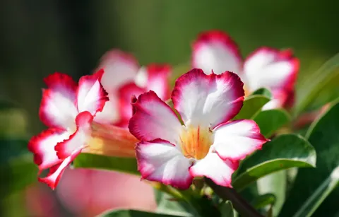 Frangipani 4K Wallpaper · flowers · 3840×2456