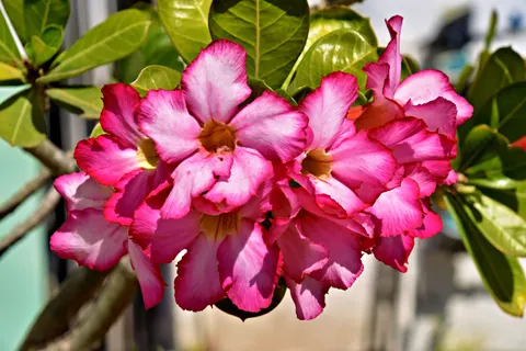 Frangipani 4K Wallpaper · flowers · 3840×2560