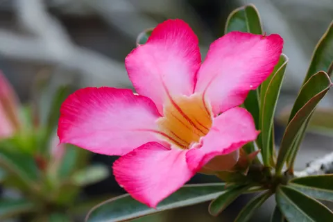 Frangipani 4K Wallpaper · flowers · 3840×2560