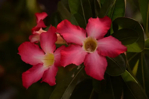 Frangipani 4K Wallpaper · flowers · 3840×2560