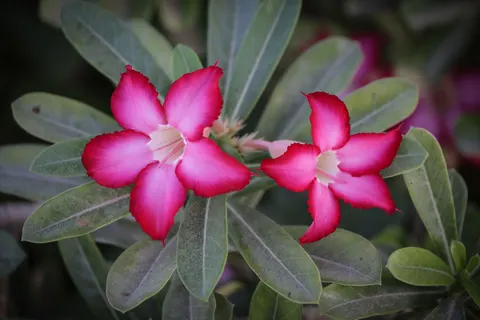 Frangipani 4K Wallpaper · flowers · 3840×2561