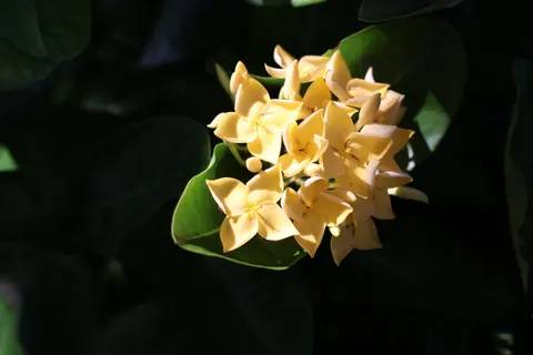 Frangipani 4K Wallpaper · flowers · 3840×2560