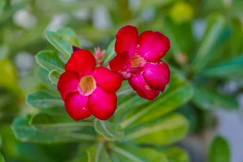 Frangipani 4K Wallpaper · flowers · 3840×2560