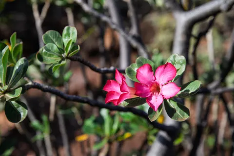 Frangipani 4K Wallpaper · flowers · 3840×2555