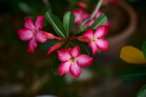 Frangipani 4K Wallpaper · flowers · 3840×2560