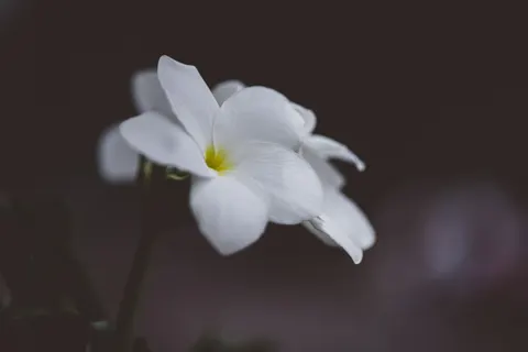 Frangipani 4K Wallpaper · flowers · 3840×2560