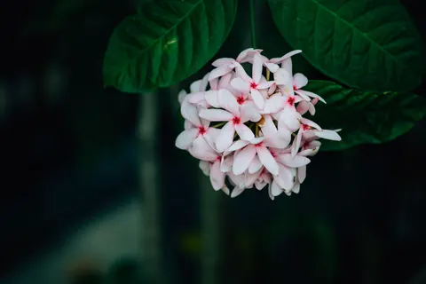 Frangipani 4K Wallpaper · flowers · 3840×2560