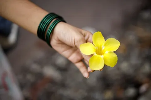 Frangipani 4K Wallpaper · flowers · 3840×2560