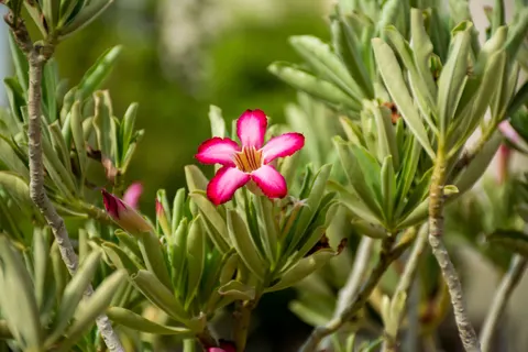 Frangipani 4K Wallpaper · flowers · 3840×2560