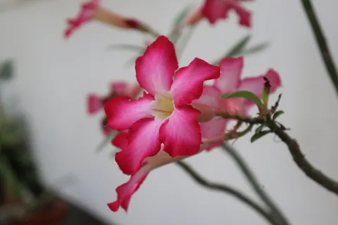Frangipani 4K Wallpaper · flowers · 3840×2560