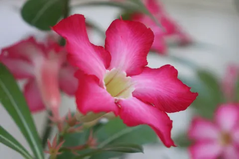 Frangipani 4K Wallpaper · flowers · 3840×2560