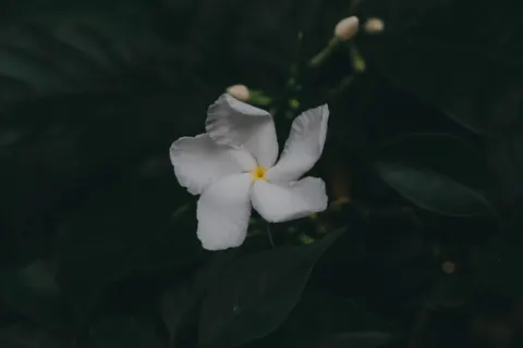 Frangipani 4K Wallpaper · flowers · 3840×2560