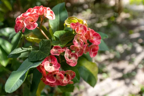 Frangipani 4K Wallpaper · flowers · 3840×2560