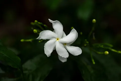 Frangipani 4K Wallpaper · flowers · 3840×2560