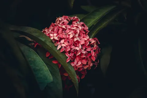 雞蛋花 4K桌布 · flowers · 3840×2560