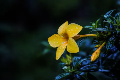 Frangipani 4K Wallpaper · flowers · 3840×2560