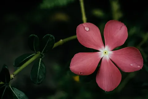 Frangipani 4K Wallpaper · flowers · 3840×2560