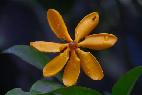 Frangipani 4K Wallpaper · flowers · 3840×2560
