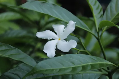 Frangipani 4K Wallpaper · flowers · 3840×2560
