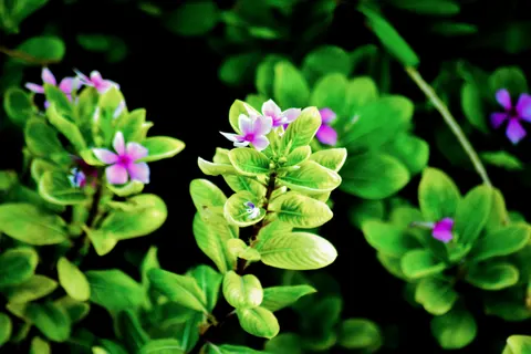 Frangipani 4K Wallpaper · flowers · 3840×2560